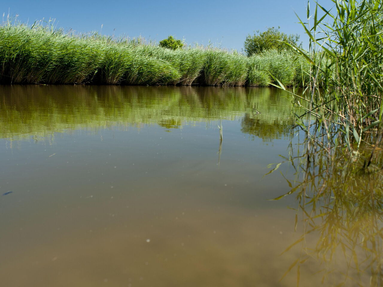 Een waterloop met begroeiing.