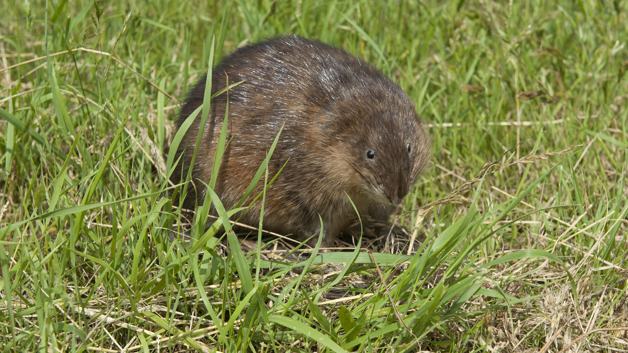 Een muskusrat in het gras.
