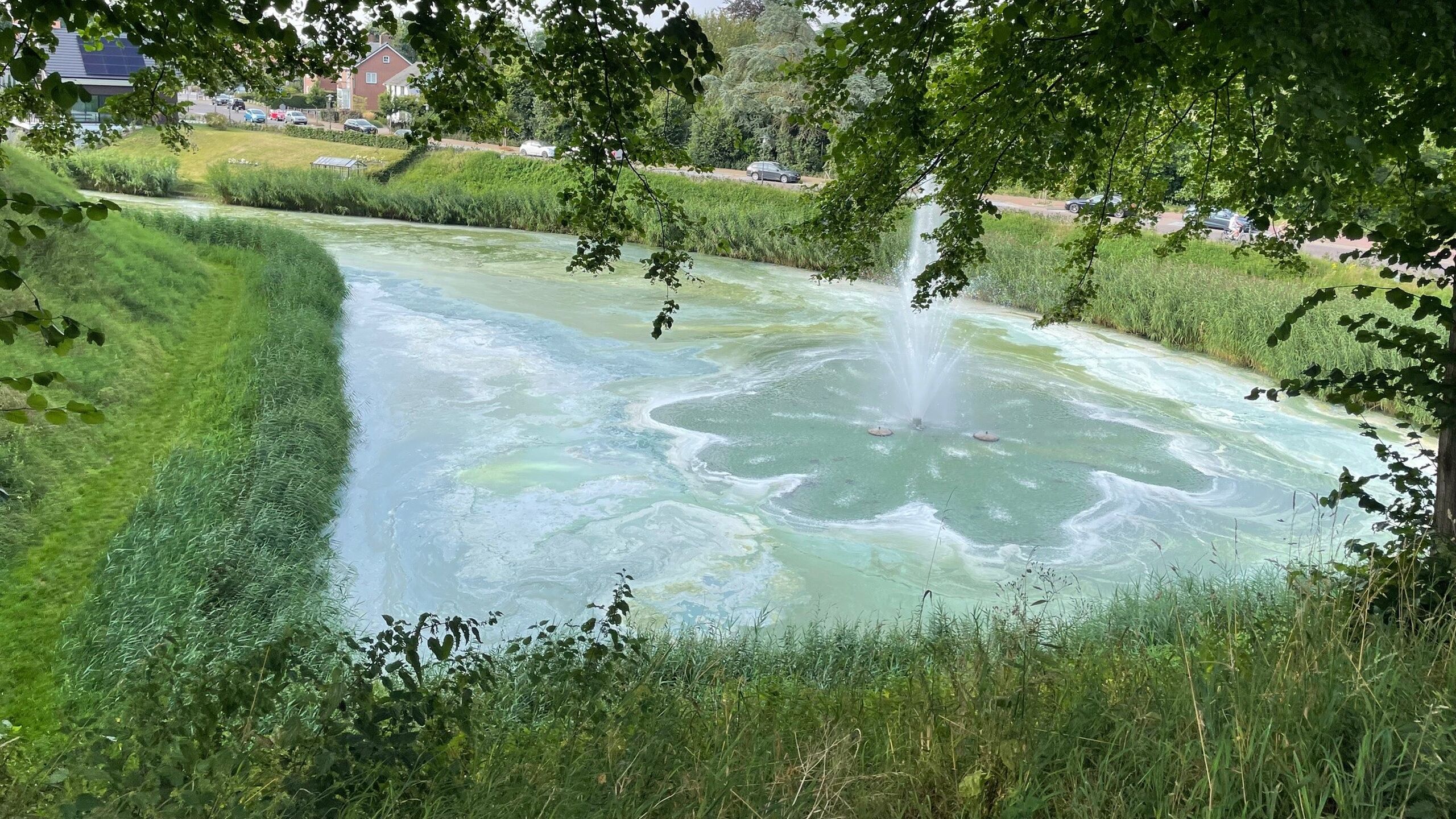 Blauwalg in de vesten van Hulst