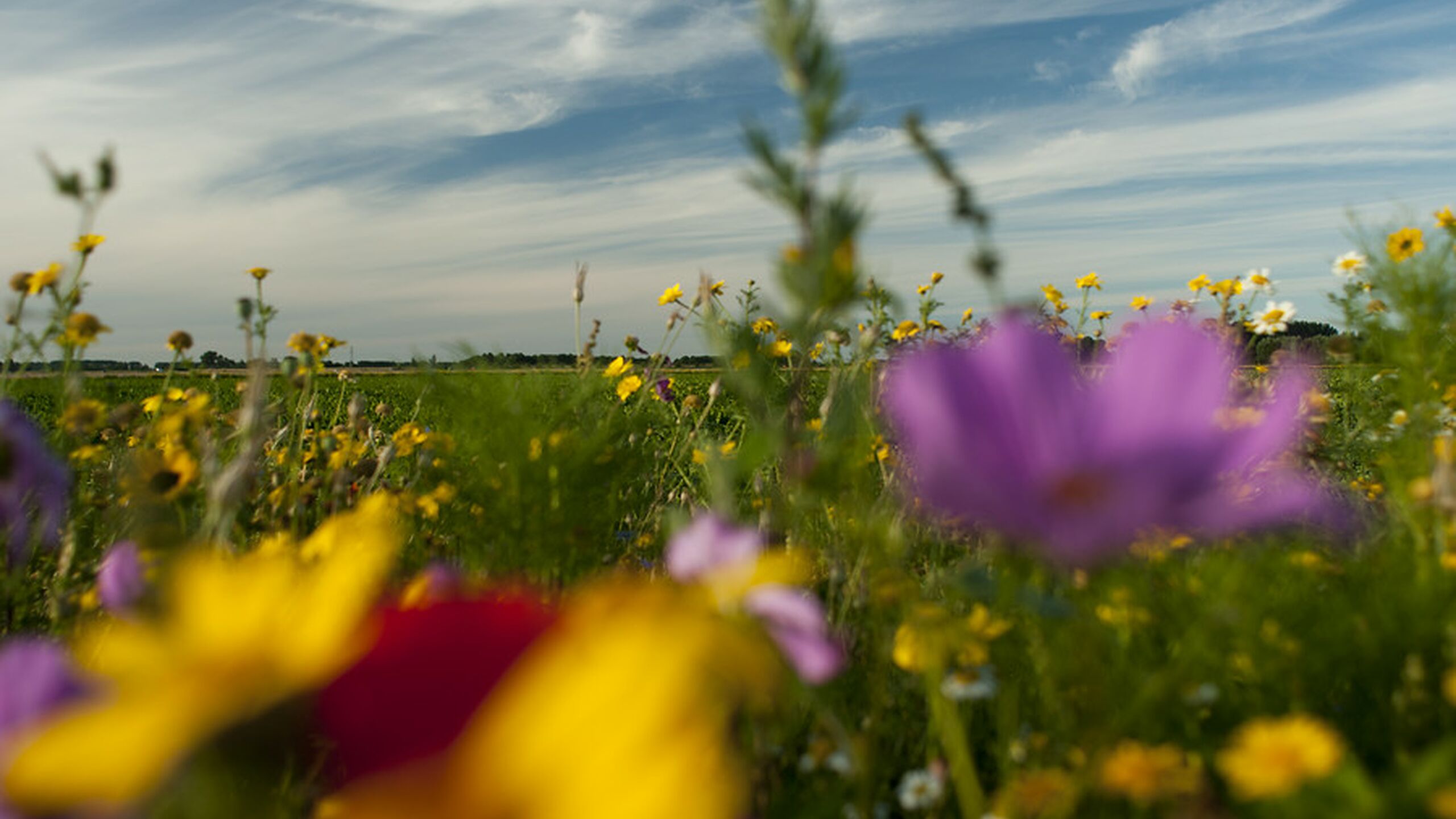 Gekleurde bloemen op een akker.
