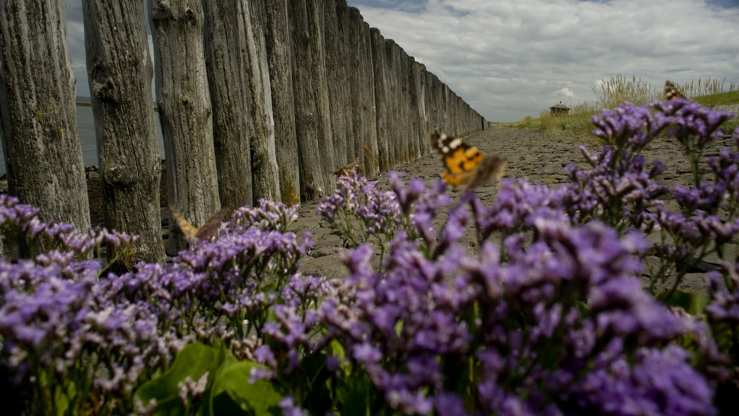 Bloemen met daarop een vlinder op de glooiing van dijk naast een rij paalhoofden.