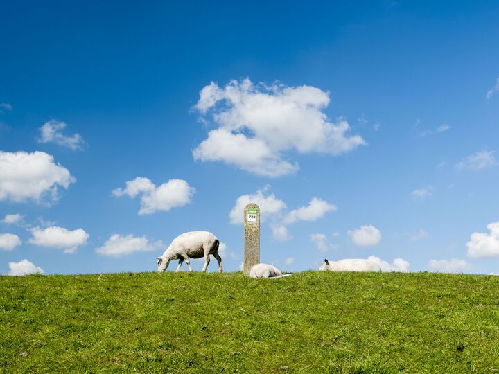 Schapen op een dijk met een dijkpaaltjes