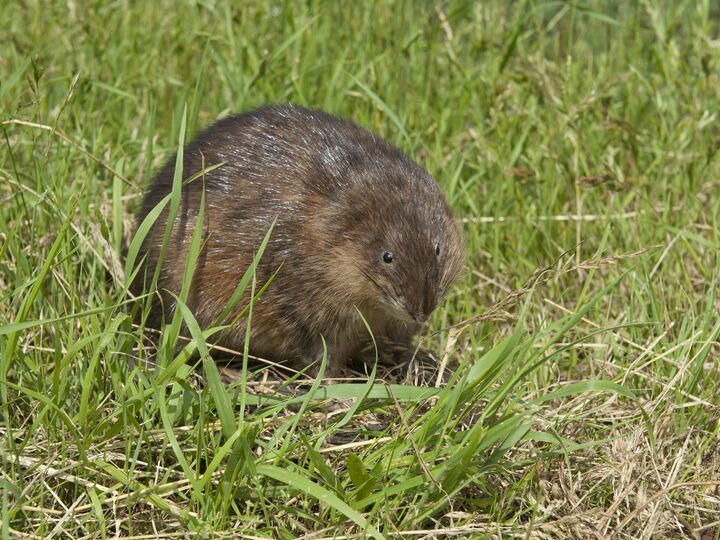 Een muskusrat in het gras.