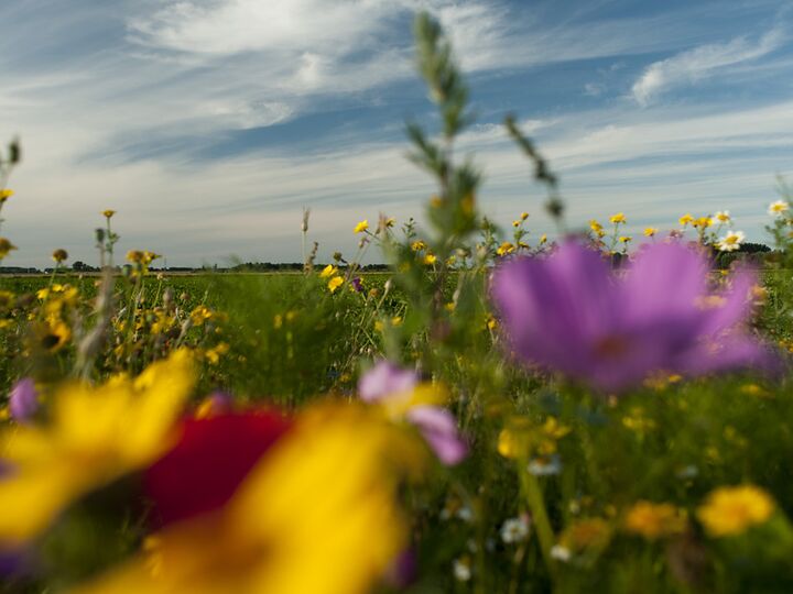 Gekleurde bloemen op een akker.