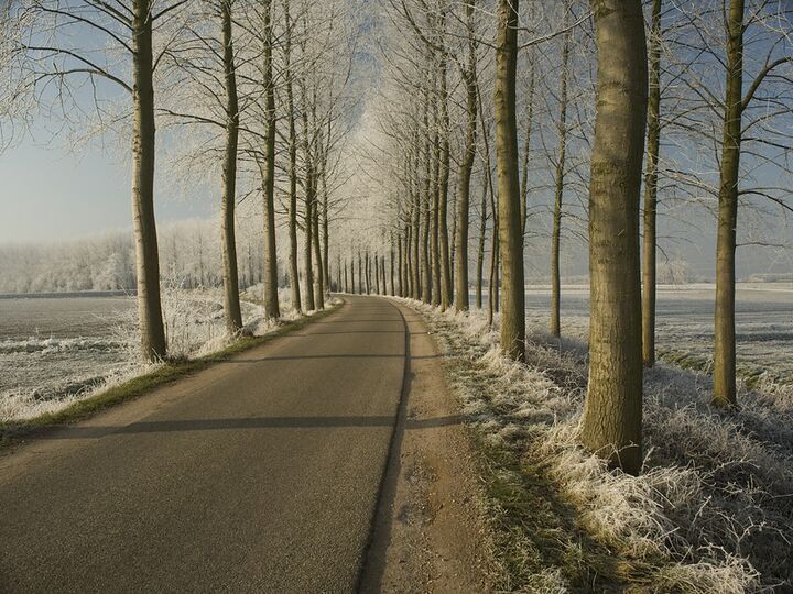 Een waterschapsweg in de winter met kale bomen en sneeuw.