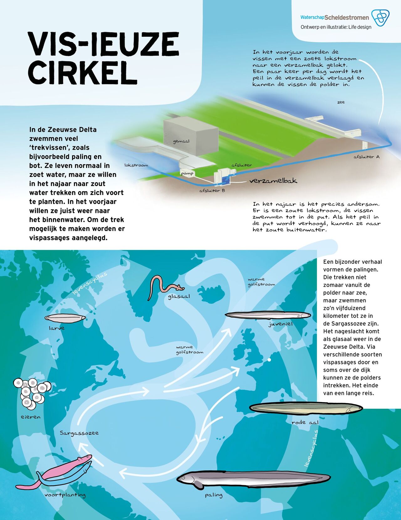 Een infographic over vispassages in Zeeland.