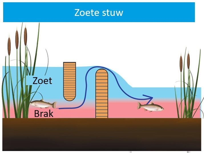 Afbeelding van een zoete stuw.