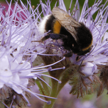 Hommel